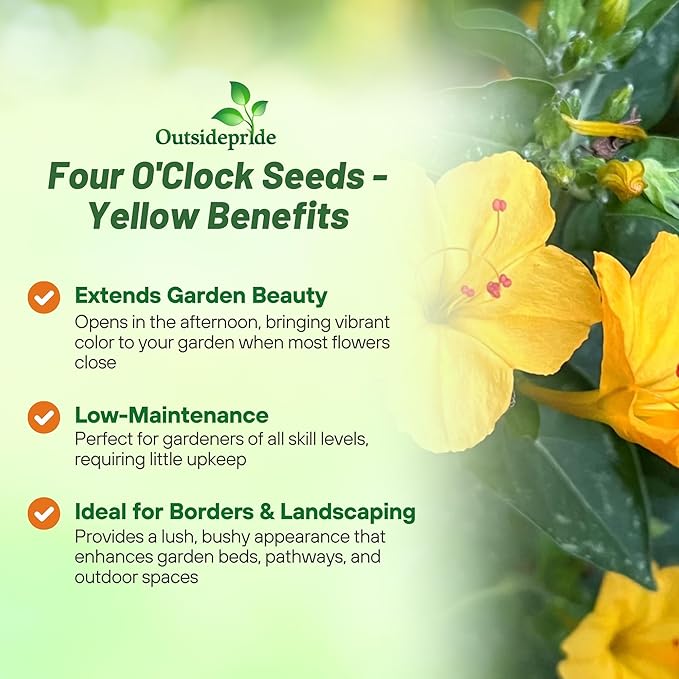 Outsidepride Yellow Four O'clock Flower Seeds - 1 lb Perennial Fragrant, Trumpet-Shaped Blooms, Deer-Proof & Easy to Grow, for Pollinator & Evening Gardens, Containers, Hedges, or Borders