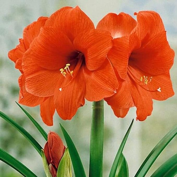 UtopiaSeeds Orange Sovereign Amaryllis Bulb - Gorgeous Orange Amaryllis - One Large Bare Root Bulb