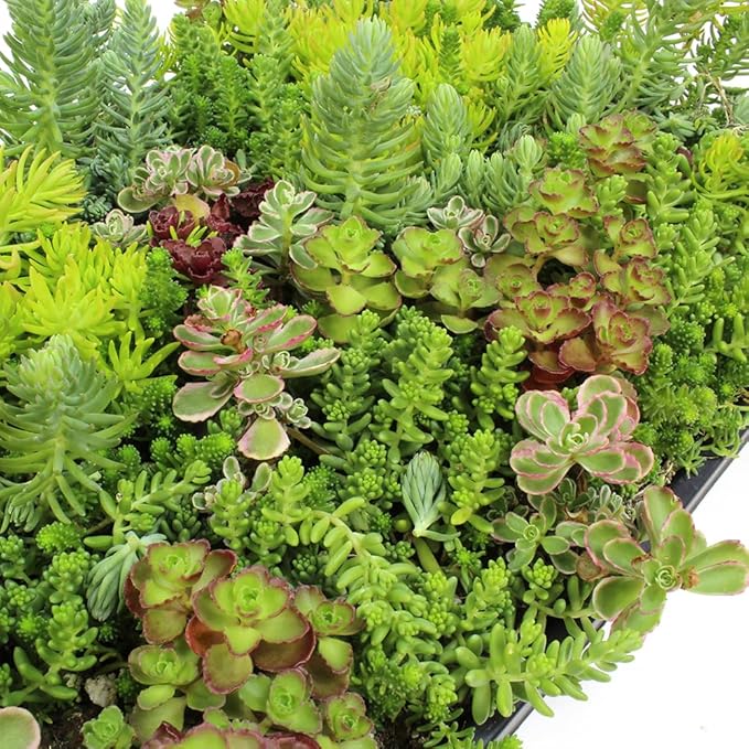 Non-Toxic 10 in. x 20 in. Sedum Groundcover Mat, Live Succulents, Pet Friendly Plants for Cats & Dogs, Drought Resilient, Hardy Stonecrop for Landscaping, Easy Care
