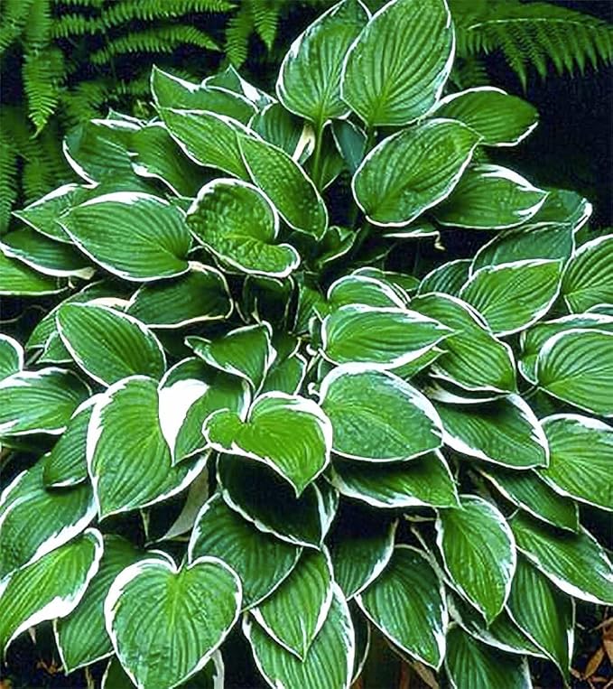 Francee Hosta - Shade Plant 24" Tall