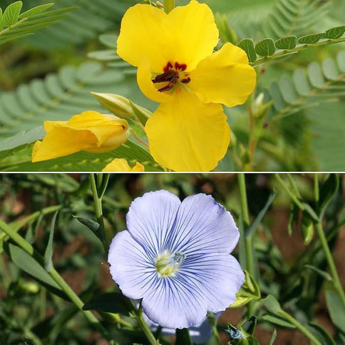 Ferry Morse Wildflower Seeds Mix - Non-GMO, Pollinator Friendly, Pollinator Garden - 1 lb - Other