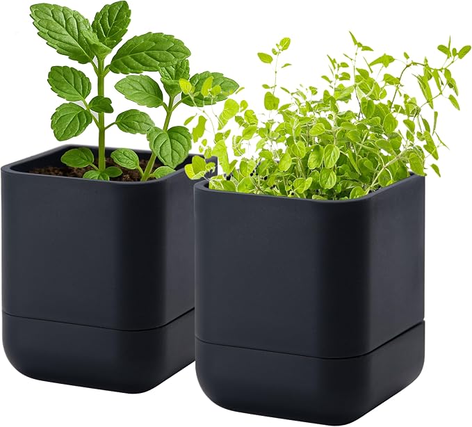 Phoenix Vine 3.5 Inch Wall Mounted Self-Watering Planter Pot for Indoor Houseplants and Herbs | Hanging Planter for Window Sills, Bathroom Walls, Home & Office Décor, Black, Set of 2, 01-A-E-2
