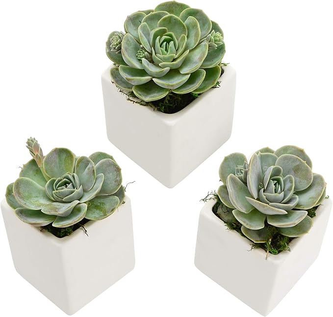 Arcadia Garden Products Small Cube Wall Planter 3-Pack-Matte White