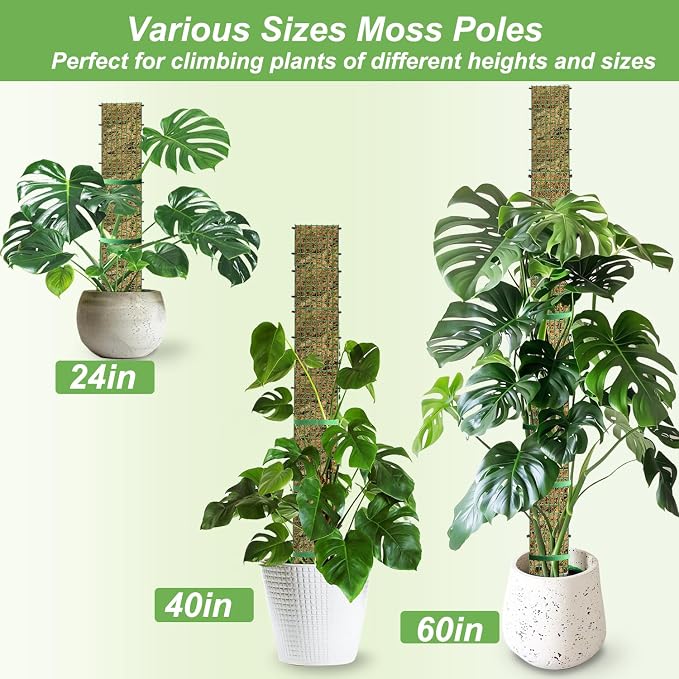 60"/40"/24" Metal Moss Pole, 6 Pack D Shape Sphagnum Moss Pole, Moss Poles for Climbing Plants, Monstera, Indoor Climbing Plants (2 Each of 60" 40" 24")