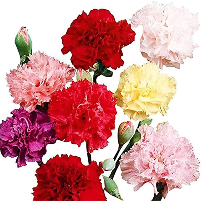 Carnation Chabaud Mix Seeds - 275 Seeds Carnations Have an 8 Week Blooming Period - All Zones