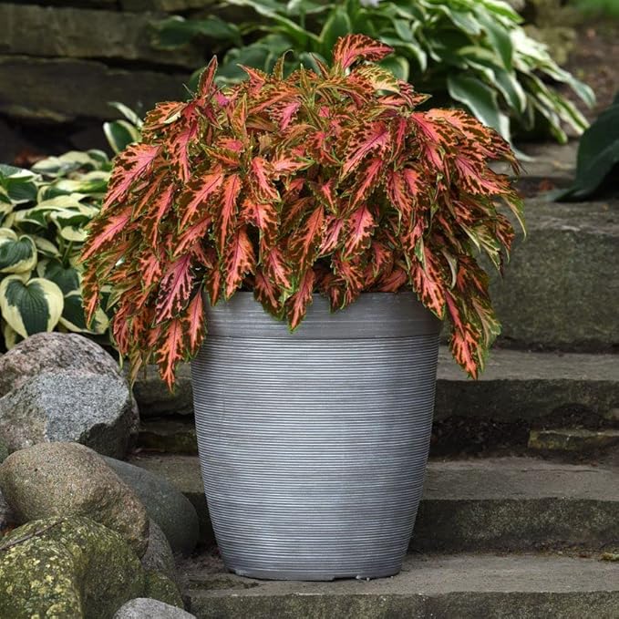 Park Seed Coral Candy Premium Sun Coleus Seeds, AAS Award-Winning Compact Variety with Multicolored Draping Foliage, Shade to Part Sun, Pack of 15 Pelleted Seeds