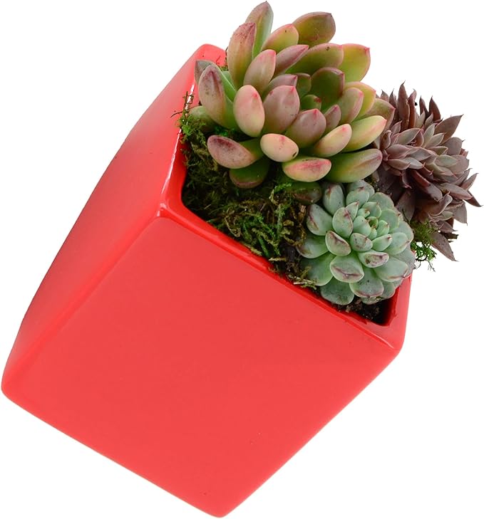 Arcadia Garden Products WP17 Small Cube Wall Planter 3-Pack-Red