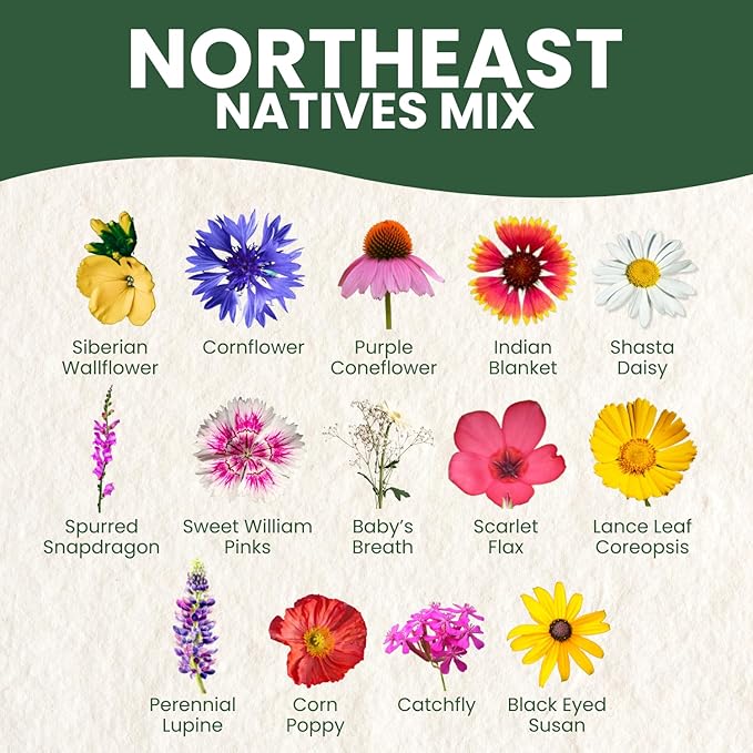 Northeast Natives Mix – 16,000 Seeds for Planting – 2026 Season – 1 Ounce Pouch