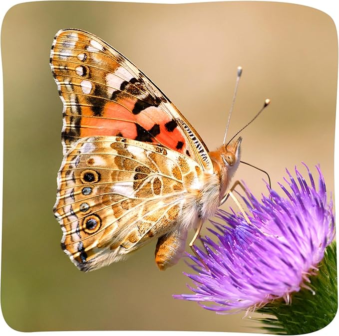 Insect Lore Two Cups of Caterpillars - Butterfly Garden Kit Refill – Raise and Release Painted Lady Butterflies – Includes Two Chrys-A-Lid Holding Logs and Instructions