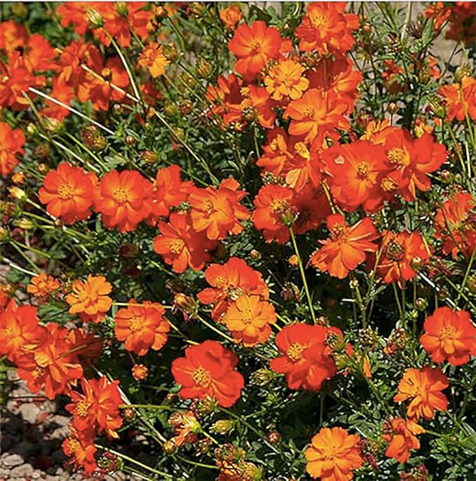 1000 Bright Lights Cosmos Seeds - Long Blooming Period in All Zones - 3' - 5' and up to 7 Feet Tall - Long Blooming Season - Easy to Grow