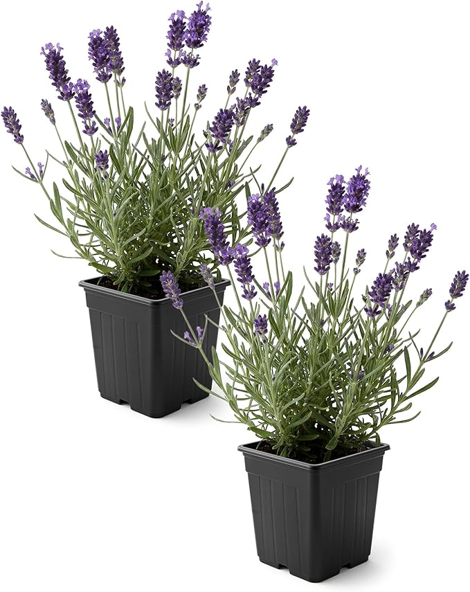Live Lavender 2-Pack – Purple – Fragrant Sun Perennial Herb, Pollinator Friendly, 10” Tall, 1 Qt Pot
