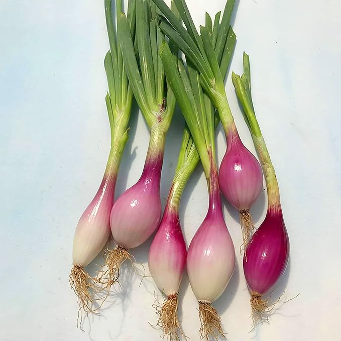 200 Gray French Shallot Seeds | Premium Non-GMO Heirloom Vegetable Seeds Tasty Sweet Fast-Growing French Red Shallot to Plant Home Garden