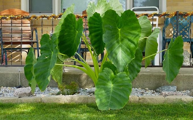 30pcs Purple Colocasia Seeds – Rare Elephant Ear Plant for Planting, Bold Tropical Foliage, Easy to Grow Indoors or Outdoors, Decorative Garden Plant for Pots, Borders & Landscapes