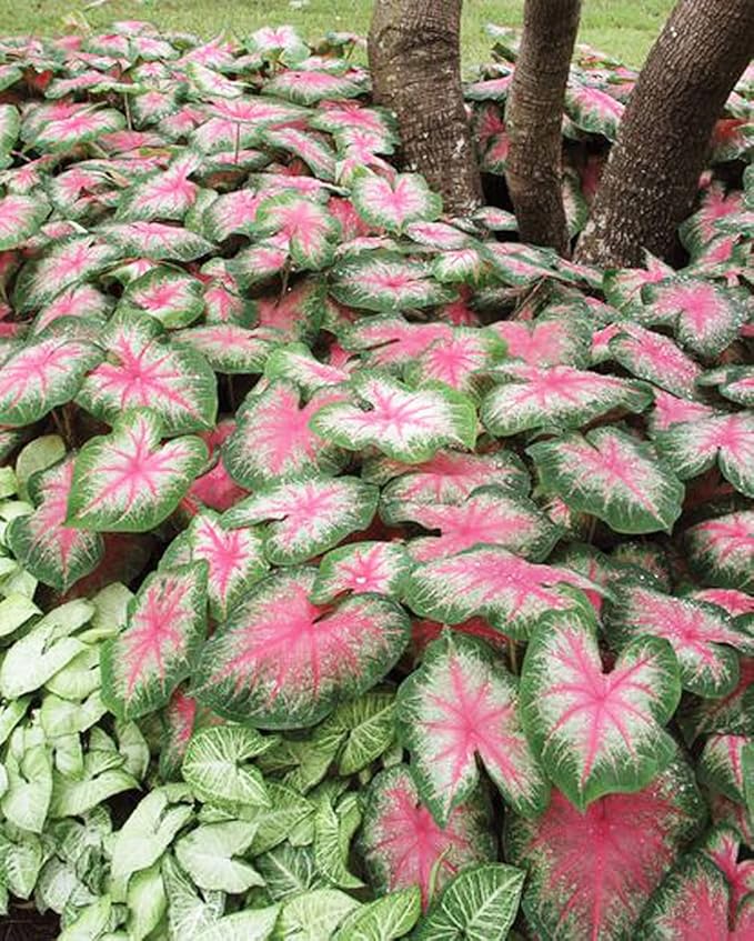 3 Rosebud Caladium Bulbs - Fancy Leaf Caladium - 3 Caladium Roots