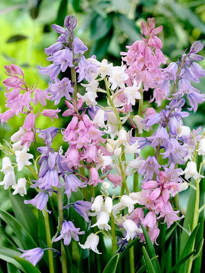 Votaniki Spanish Bluebell Mixture - Perennial Spanish Bluebells (Wood Hyacinth) Bulbs for Planting | Spring Flowering Bulbs, Bell Shaped Flowers - Easy to Grow (50 Pack)