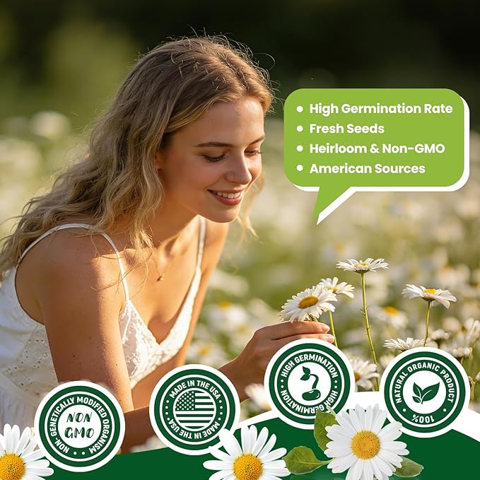 2300+ German Chamomile Seed Pack, Non GMO Heirloom Seeds for Planting, Herb Seed to Plant, Easy to Grow, High Germination, for Home Garden Indoor Outdoor