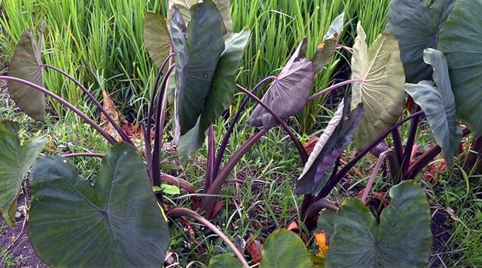 30pcs Purple Colocasia Seeds – Rare Elephant Ear Plant for Planting, Bold Tropical Foliage, Easy to Grow Indoors or Outdoors, Decorative Garden Plant for Pots, Borders & Landscapes