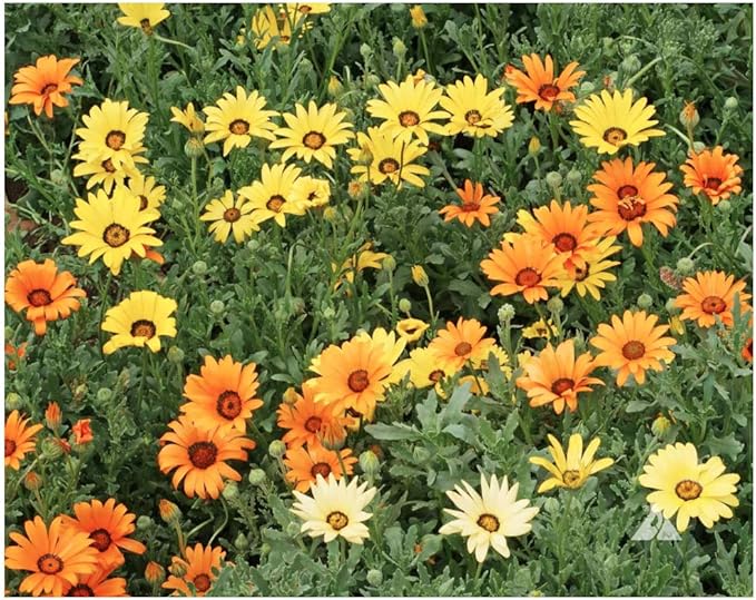1500 African Field Daisy Seeds - Dimorphotheca Sinuata