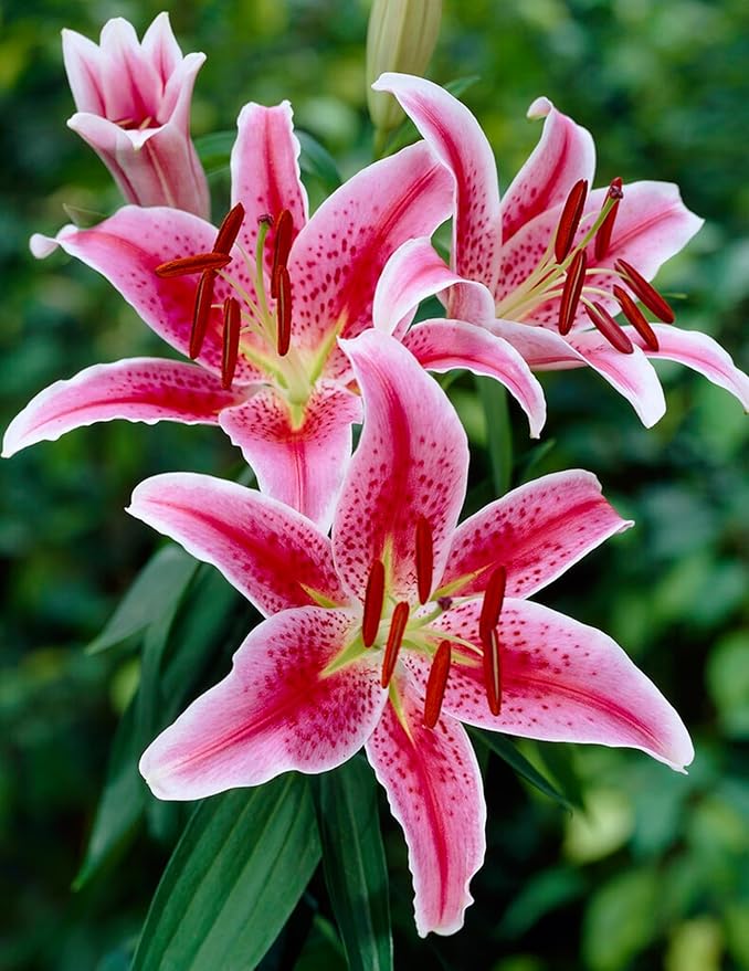 Stargazer Lily Bulbs for Planting – Fragrant Pink & White Oriental Lily Flowers – Hardy Perennial Summer Blooms – Large Showy Garden Lilies (10 Bulbs)
