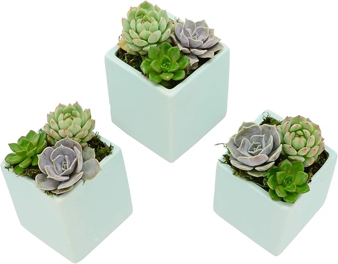 Arcadia Garden Products WP22 Small Cube Wall Planter 3-Pack-Mint