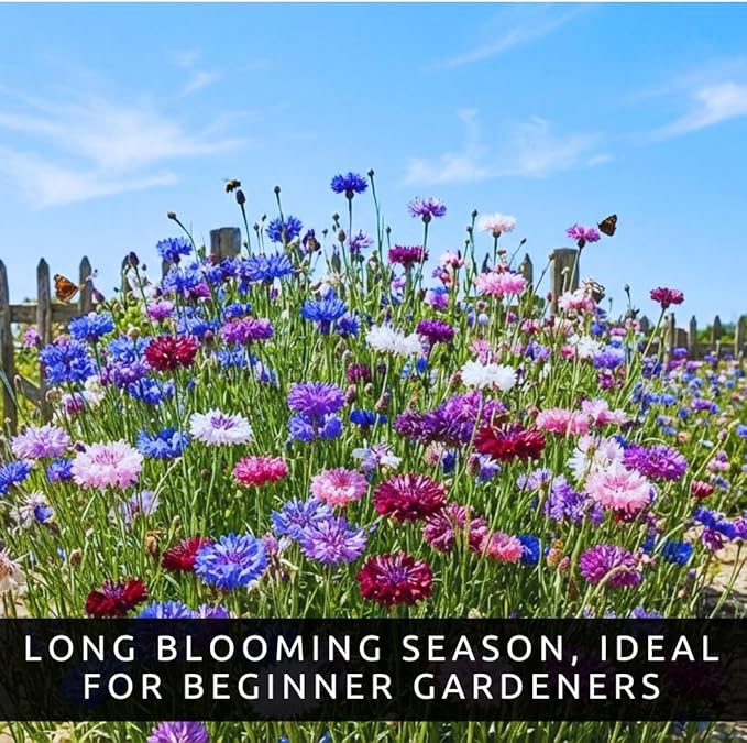 3,200 Mix Colors Bachelor Button Seeds – Heirloom Non-GMO USA Grown Cornflower Seeds – Easy to Grow Vibrant Flowers for Gardens, Bouquets, Pollinators, and Outdoor Landscaping