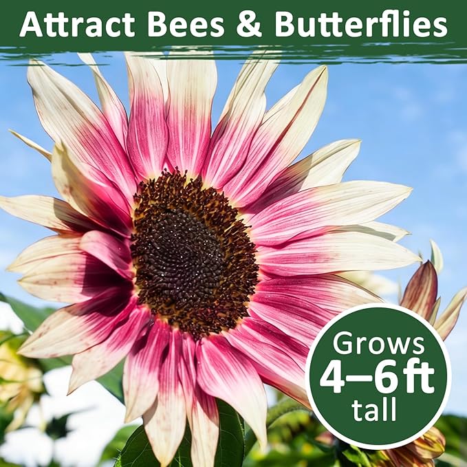 200+ Strawberry Pink Sunflower Seeds – Rare Pink Ornamental Blooms, Open Pollinated, Easy to Grow Flower Seeds for Garden, Outdoor Planting & Landscaping 0.35 Oz