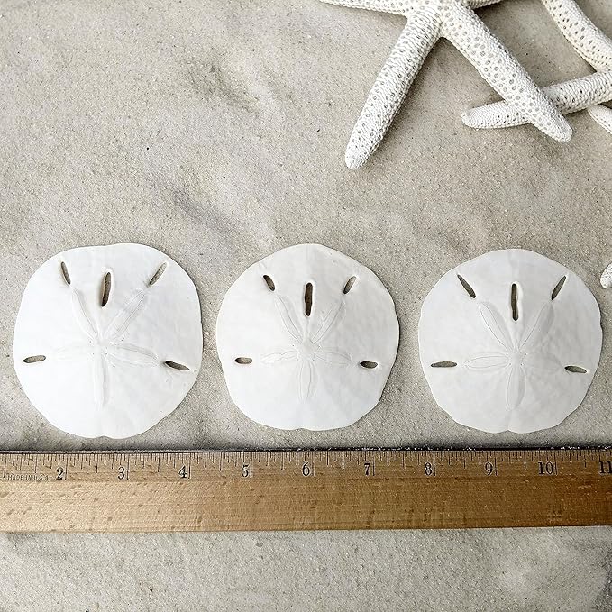Tumbler Home Sand Dollars and Starfish for Crafts, 6 Real Starfish (4"-6") and 6 Sand Dollars (3"-3.5") in Bulk