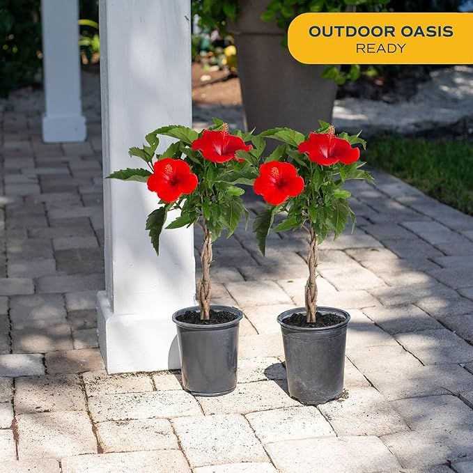 Costa Farms Live Braided Hibiscus Tropical Tree (2-Pack), 20-Inches Tall, Red/Assorted Flowering Outdoor Plants in Easy Grower Pots, Perfect for Patio, Deck, or Garden Decor