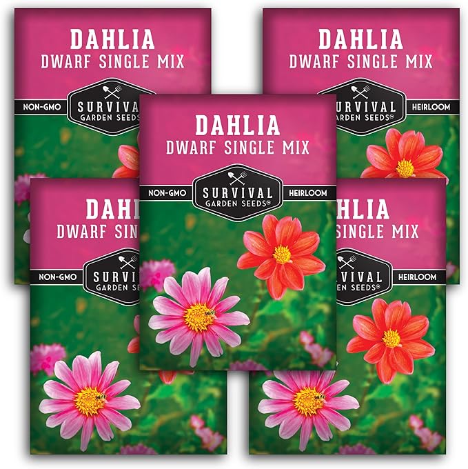 Dwarf Single Mix Dahlia Seeds for Planting - Compact Colorful Blooms for Beds, Borders & Containers - Easy-Grow Flower Variety - Heirloom Non-GMO - Survival Garden Seeds (5 Packs)