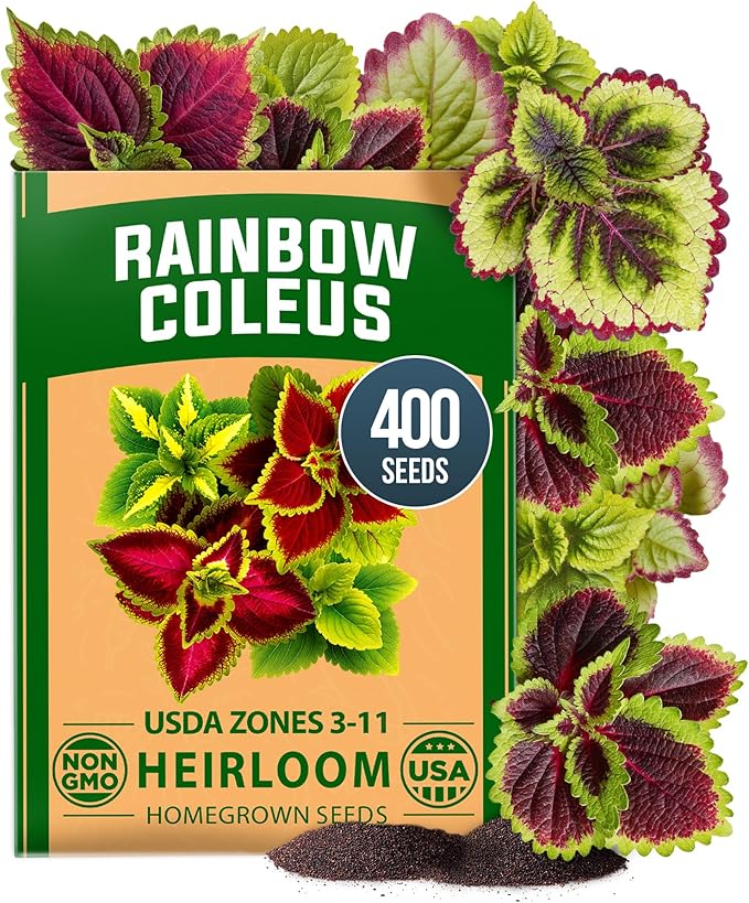HOME GROWN Coleus Rainbow Seeds – 400 Count 0.04 oz Flower Seed, Coleus scutellarioides 'Rainbow', Indoor Plant Seeds for Containers, Shade Gardens, Decorative Multicolor Foliage