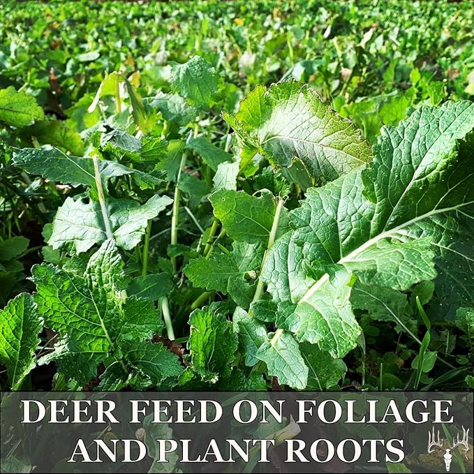 Crooked Bend, Big Bulbs, 4 LBS, Fall Food Plot Seed Mix for Whitetail Deer & Wild Turkey, No Till & No Plow, Throw & Grow Radish, Turnip & Sugar Beet Seeds, Plants up to 0.67 Acres