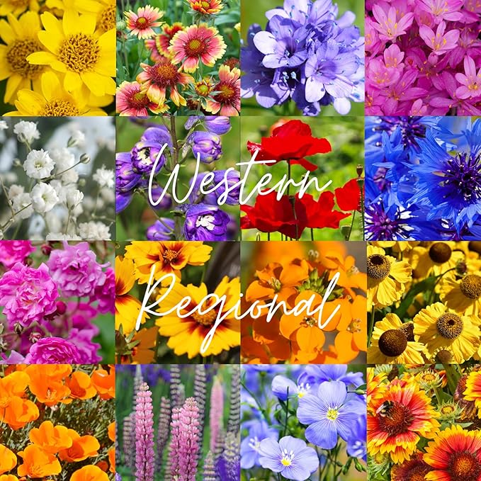 Western U.S. Regional Wildflower Seed Mix, 1/2 lb Covers 1,600 sq ft, Multi-Color Perennial and Annual Non-GMO Blooms, Spring and Fall Planting (1/2 Pound)