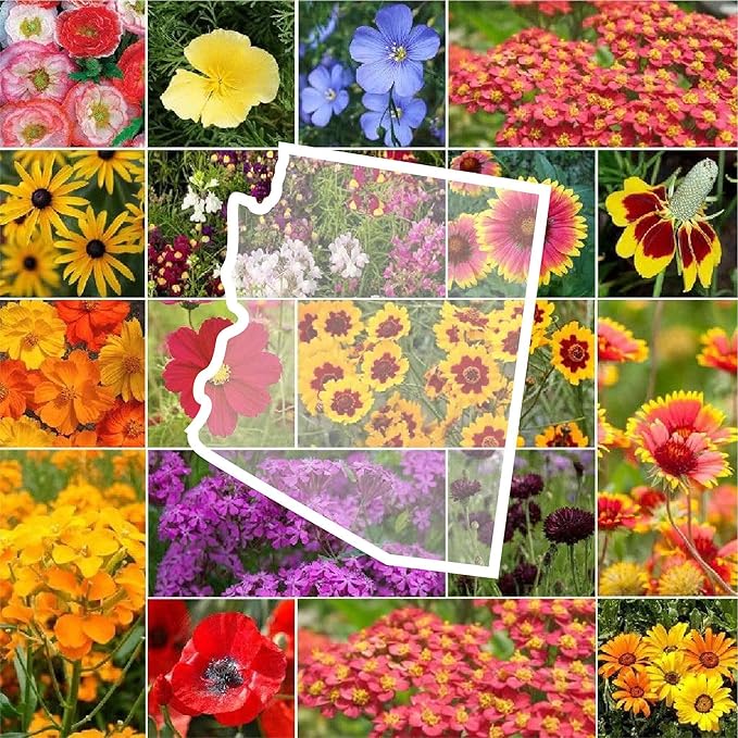 Eden Brothers Arizona Wildflower Mixed Seeds for Planting, 1 oz, 30,000+ Seeds with Yarrow, Cosmos, Indian Blanket | Attracts Pollinators, Plant in Spring or Fall, Zones
