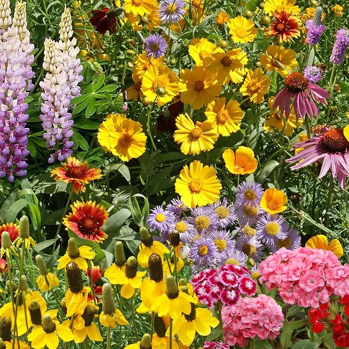Ferry-Morse Wildflower Seeds - Perennial Mix, Non-GMO Flower Mix - 1 lb