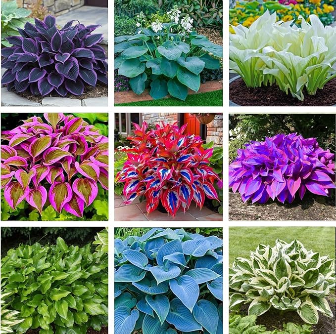 50pcs Mixed Hosta Seeds for Planting Outdoors Rare Perennial Flower Shade Hosta Plant Moderate Drought Tolera