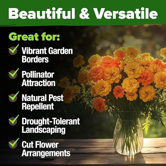 HOME GROWN Marigold Seeds Bulk Mix - 5600+ Crackerjack Marigold Flower Seeds for Planting Outdoors -Flowers Seed for Companion Planting -Wildflower African Marigold(Tagetes erecta)