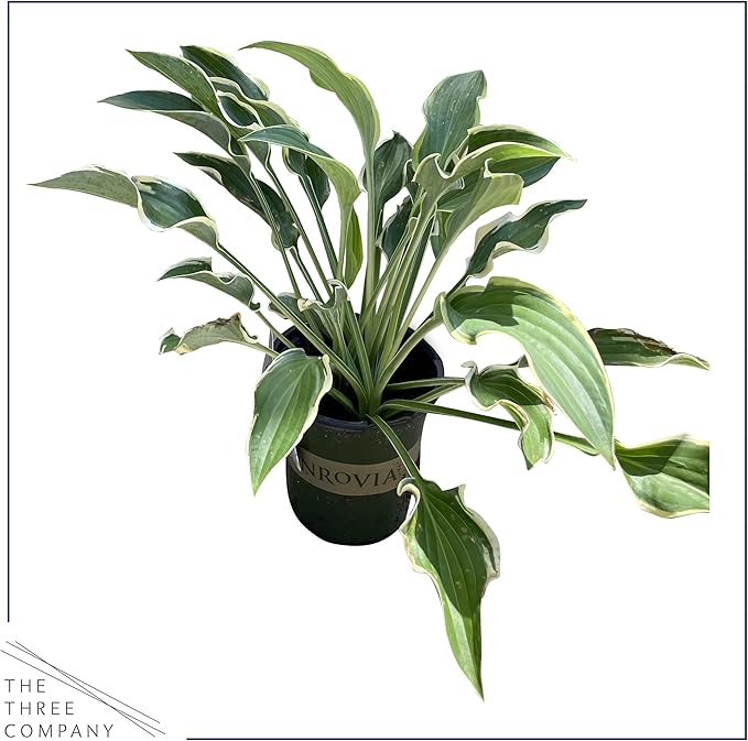 Live Perennial Hosta - Libby (3 Plants Per Pack), Beautiful Accent Plant, 10" Tall by 6" Wide in 1 Quart Pot (Pack of 2)