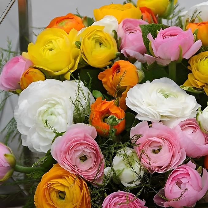 Votaniki Ranunculus Aviv Mix Bulbs - Large, and Showy Blooms, Perennial Ranunculus Flower Bulbs | Perfect for Any Garden - Easy to Grow and Low Maintenance (40 Pack)