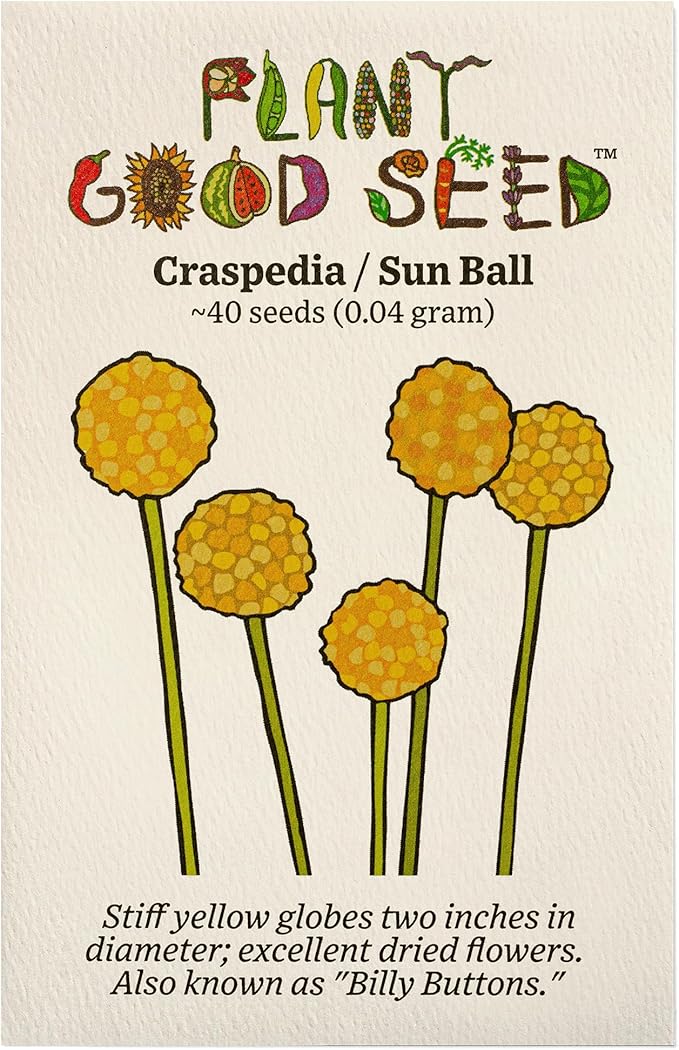 Plant Good Seed Organic Craspedia/Billy Buttons Seeds for Planting: Perennial Flower, Yellow Blossoms - 40 Seed Packet