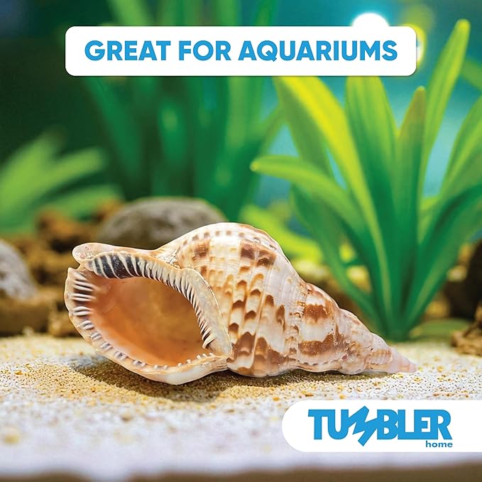 Tumbler Home Large Conch Sea Shells for Decorating or Fish Tank, Coastal & Nautical Decor, Air Plant Holder, Aquarium Ornaments, Big Sea Shell, Decorative Seashells, Beach Party Decor (Triton)