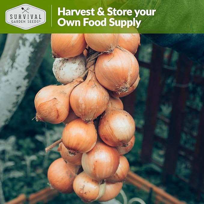 Walla Walla Sweet Onion Seeds for Planting – Long Day Yellow Sweet Onions with Mild Flavor, Large Bulbs & High Yields – Heirloom, Non-GMO, Open-Pollinated – Survival Garden Seeds (2 Packs)