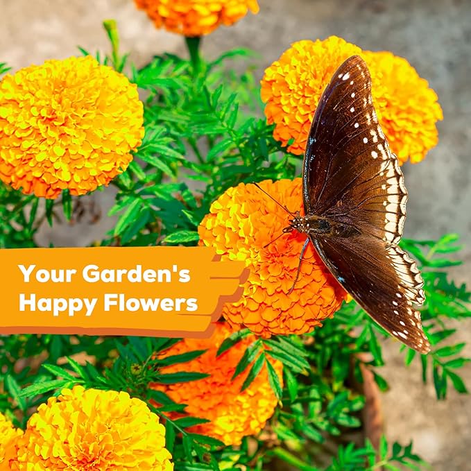 Petite French Marigold Seeds for Planting, 400+ Flower Seeds Non-GMO Heirloom Seed Packet,Home and Garden Easy to Grow, Indoor & Outdoor Gardening, Companion Plant & Quick Blooming