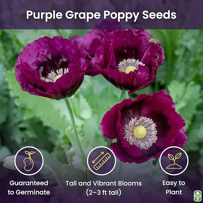 Purple Grape Poppy Seeds - Tall Poppy with Black Markings - 3000 Seeds