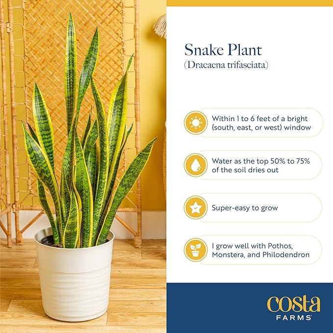 Costa Farms Snake Plant, Mother-in-Law's Tongue Live Plant in Decorative Pot, Large Easy to Maintain Indoor Succulent Houseplant Assorted Variety, Home, Room, or Office Décor, 12-20 Inches Tall