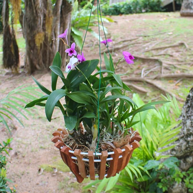 2 Rustic Specialist Orchid Baskets with Hangers for Outdoors, Lotus Flower Shape, 1 is 10 Inches Wide, 1 is 8 Inches, Orchid Tree Hanger