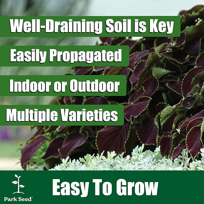 Park Seed Giant Exhibition Complete Mix Coleus Seeds, Heirloom-Style Foliage in Rich Multicolor Blend, Compact Shade-Tolerant Plants for Garden or Indoors, 2 Pack (40 Seeds Total)