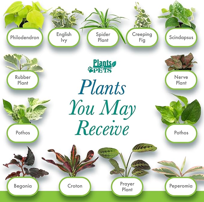 Easy to Grow Houseplants (12 Pack) Live House Plants in Plant Containers, Growers Choice Plant Set in Planters with Potting Soil Mix, Home Décor Planting Kit or Outdoor Garden Gifts by Plants for Pets