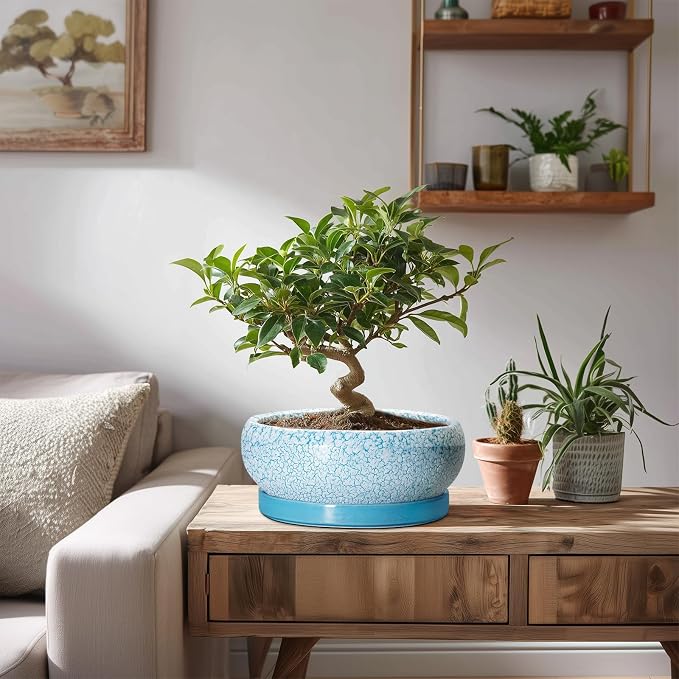 Succulent Pots 8 Inch - Ceramic Bonsai Pots with Drainage Hole and Saucer, Succulent Planters for Indoor Plants Outdoor, Round Shallow Planter Bowl, Porch Decor, Gardening Gifts, Blue