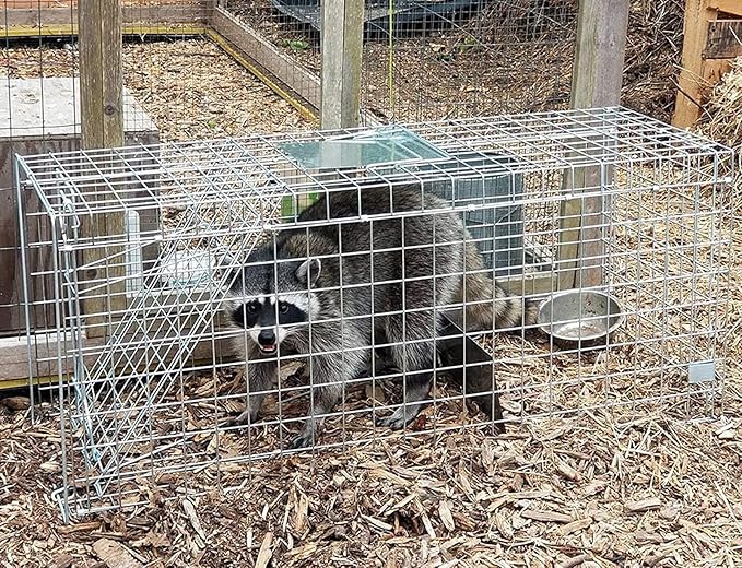 Faicuk Large Collapsible Humane Live Animal Cage Trap for Raccoon, Opossum, Stray Cat, Rabbit, Groundhog and Armadillo 32 x 11 x 13 Inch