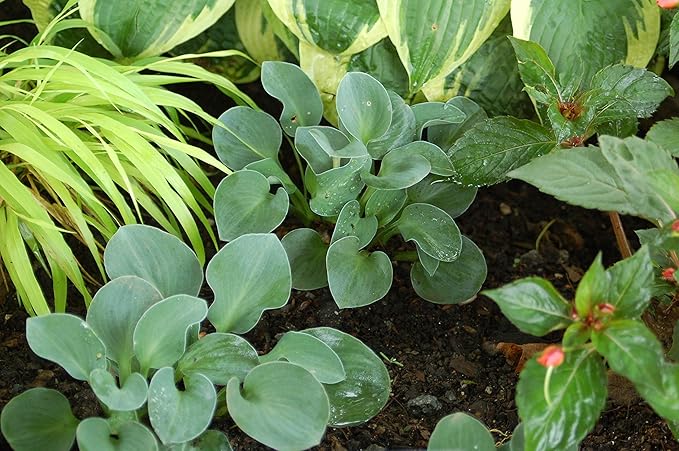 Hosta 'Blue Mouse Ears' (Hosta) Perennial, blue foliage, 1 - Size Container